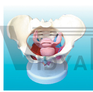 The model of female pelvis and pelvic muscles